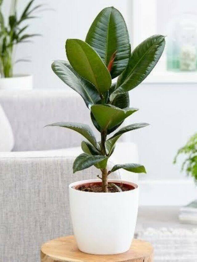 10 Plants for Removing Indoor Toxins