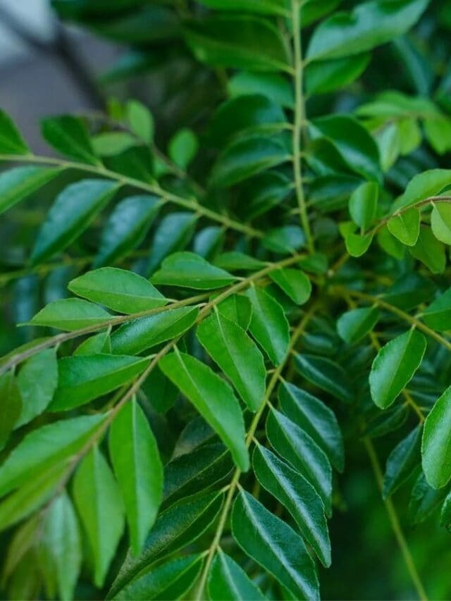 cropped Curry leaves plant 64f1e2aeade48