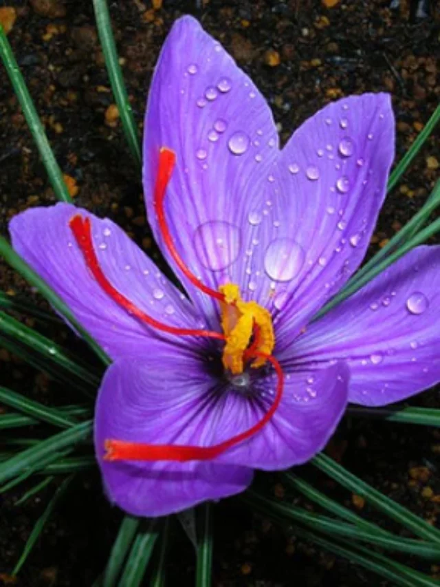5 Benefits of Saffron You May Not Know