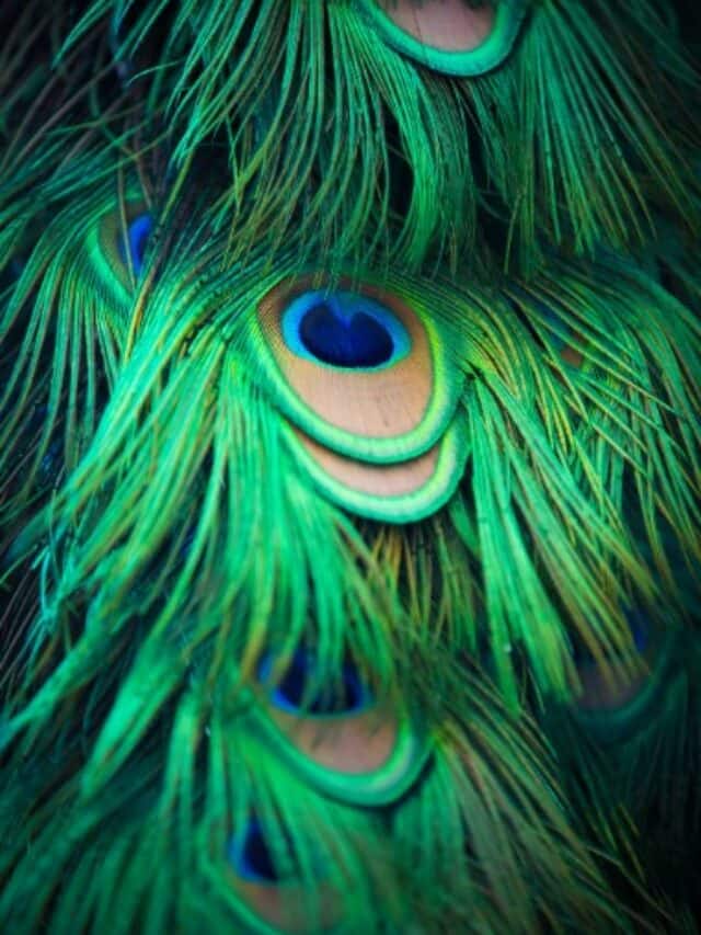 Keep Peacock Feather In This Direction For Money