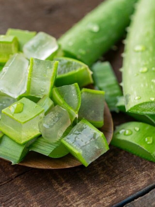 8 Amazing Aloe Vera Facts That Anyone Must Know 5320