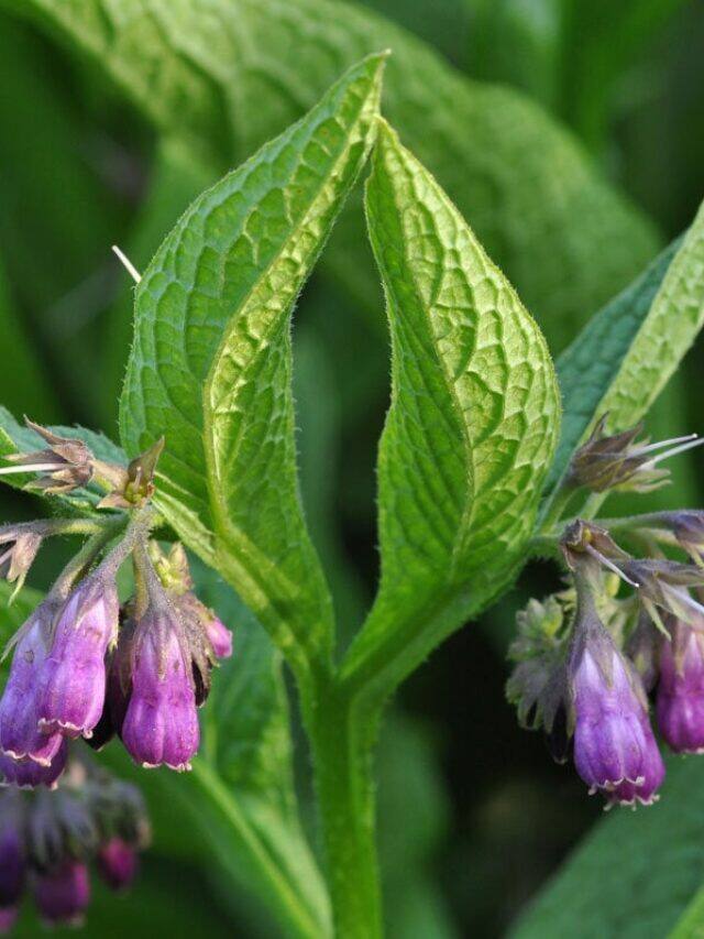 8 Top Flowers for Healing Wounds