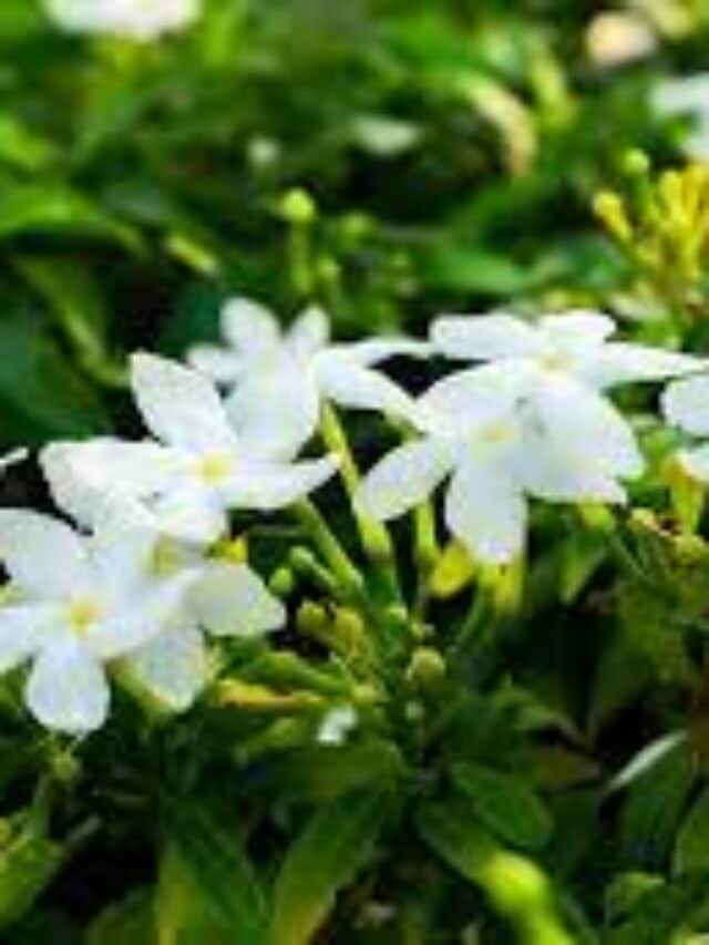 10 Tips To Grow Jasmine Plant