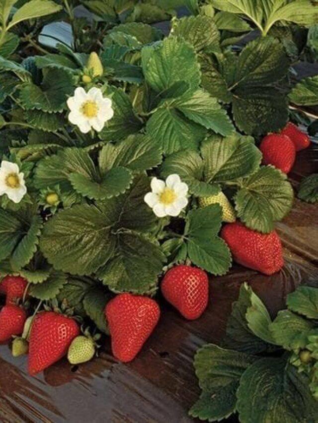 7 Health Benefits Of Consuming Strawberries