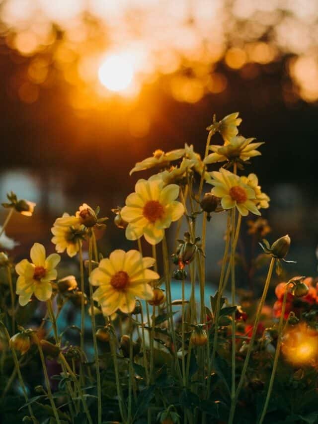 Top 10 Ornamental Flowers For Each Season