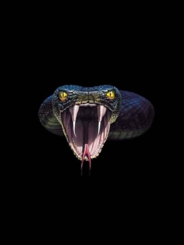 10 Most Dangerous Snakes in the World