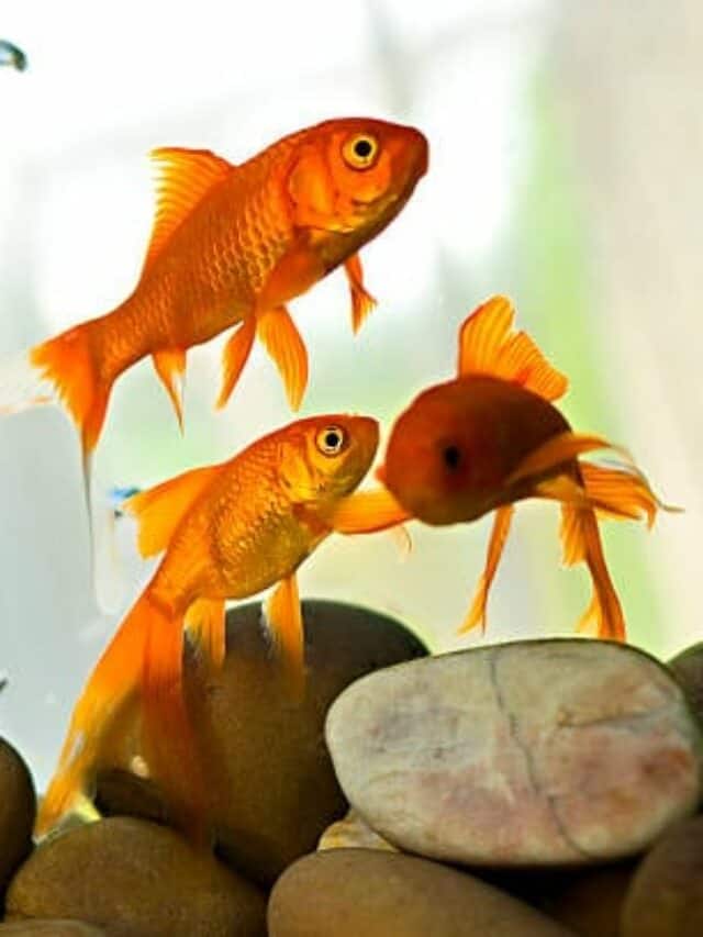 9 Incredible Benefits of Having a Fish Tank at Home