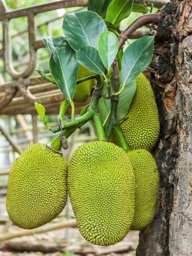 8 Wonderful Facts About Jackfruit Tree