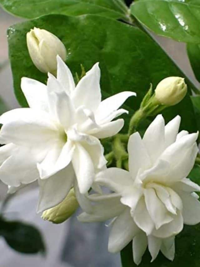 How To Get Maximum Flowers In Mogra Plant?