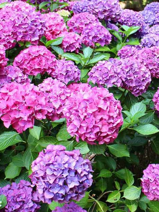 10 Tips To Maintain Hydrangea Plant