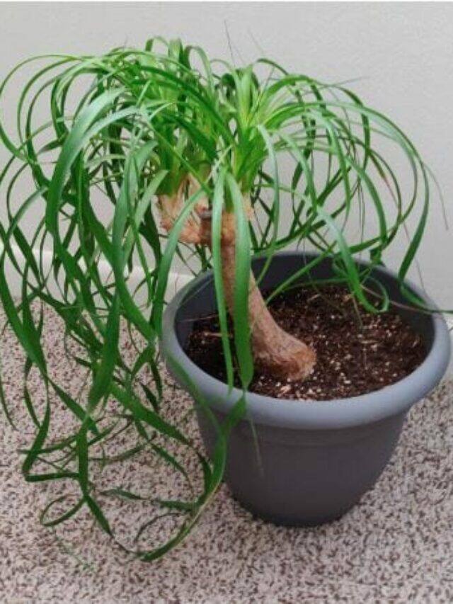 5 Indoor Plants That Don't Need Water