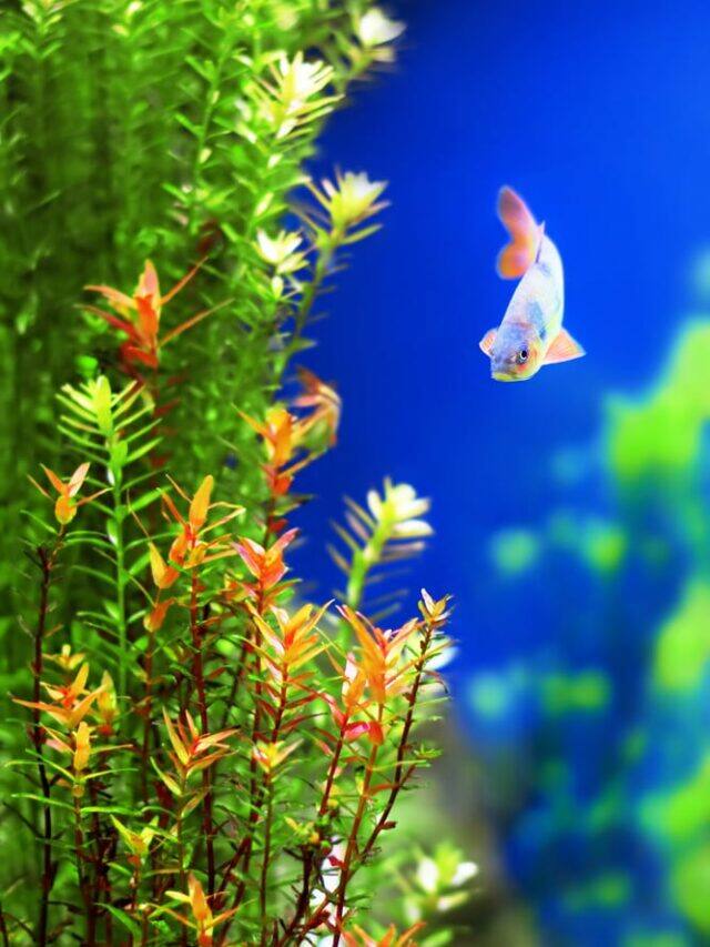 10 Beautiful Aquarium Plants That Do Not Need Substrate