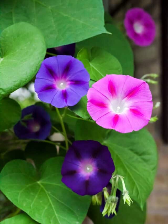 7 of the FastestGrowing Plants for Your Garden