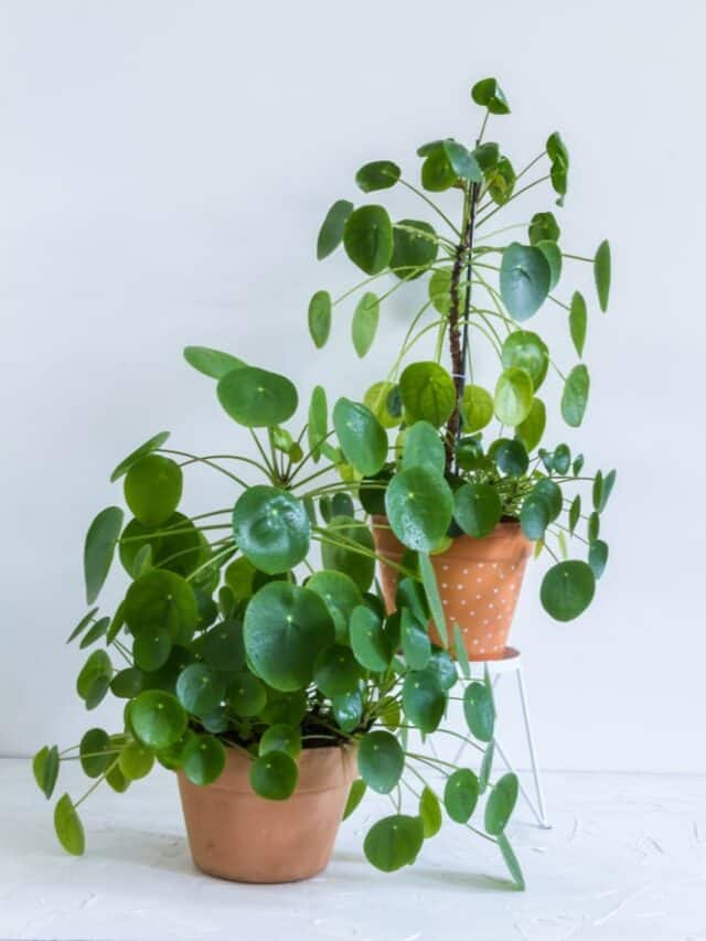 10 Super Plants That Attract Wealth