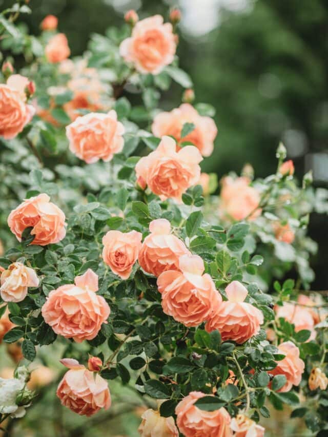 Know What Your Favourite Flower Tells About Your Personality