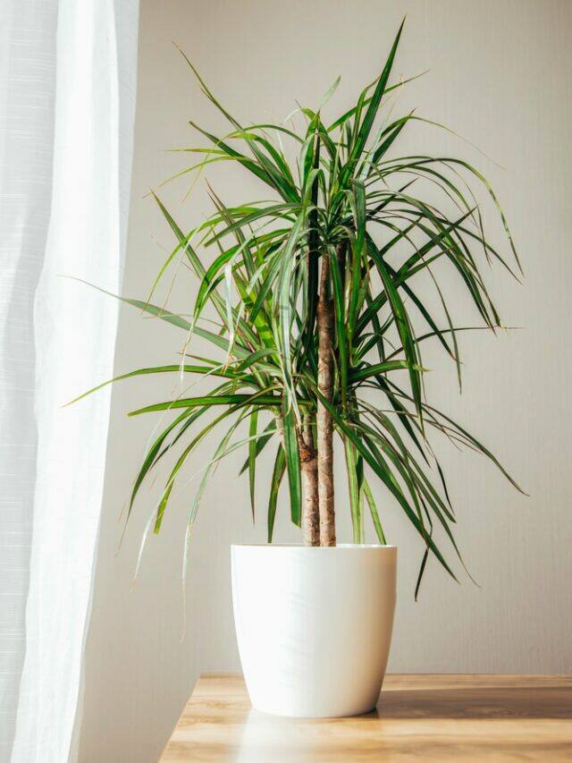 10 Cheap Plants To Grow That Easily Live for 50 years