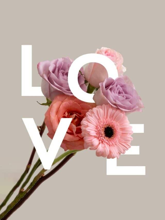 10 Flowers To Give Your Partner For Valentine's Week