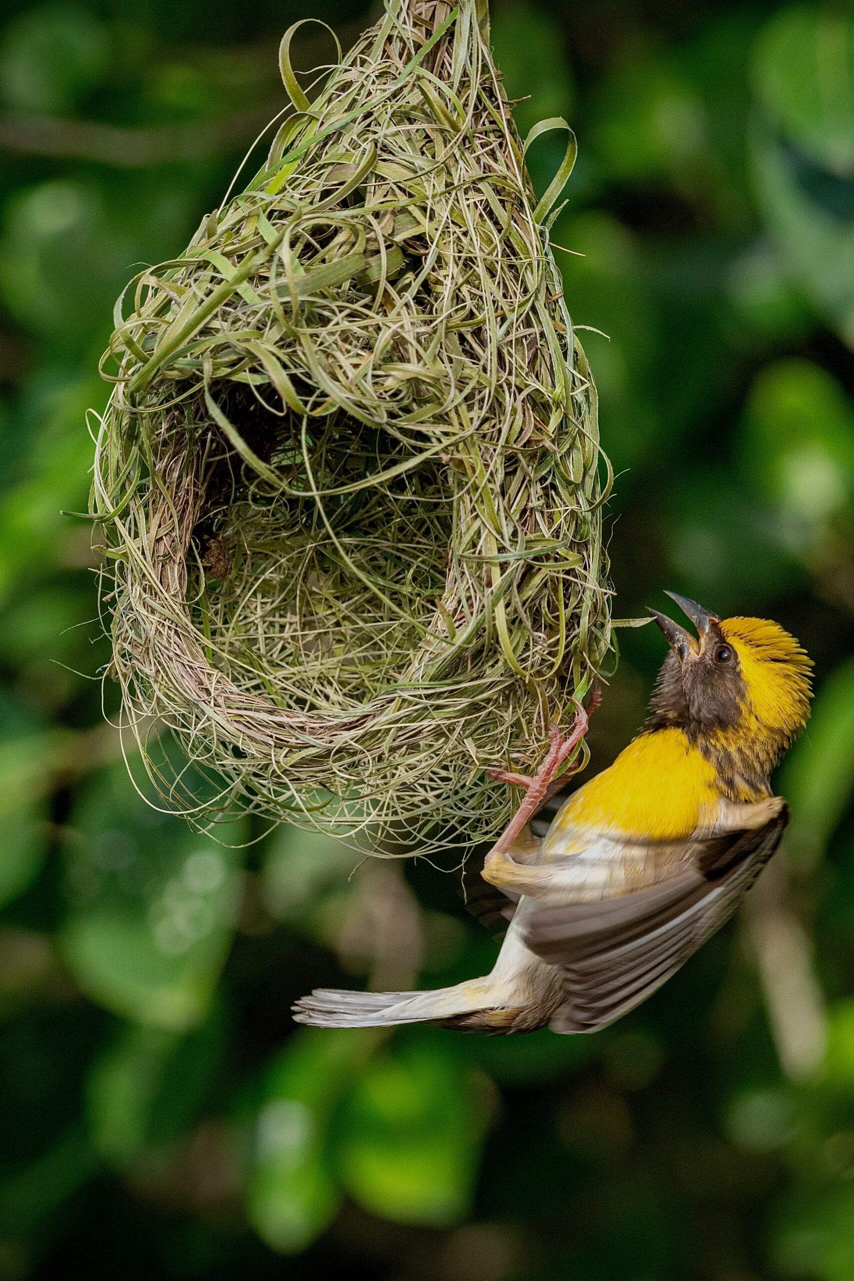 10 of the Most Remarkable Bird Nests