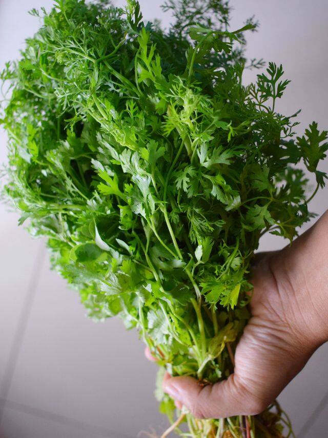 કોથમીરના પાન અઠવાડિયા સુધી લાલાથમ રહેશે, બસ આટલું કરો