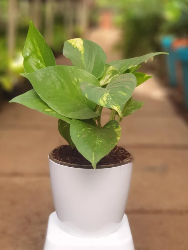 5 Indoor Plants for Good Energy and Happiness