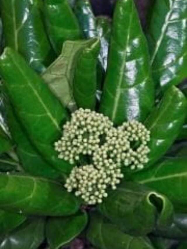 Top 5 Rare Plants In The World