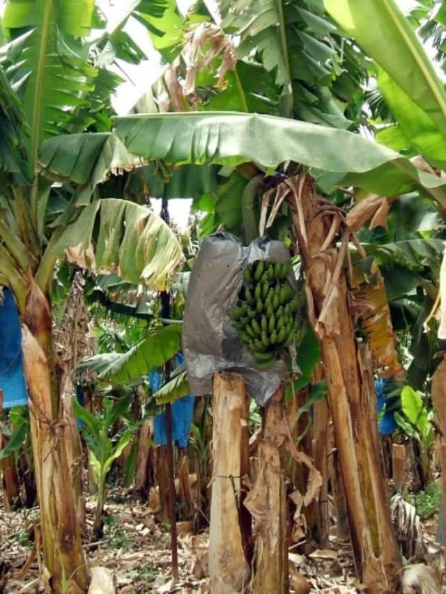 લો બોલો..! આ વૃક્ષમાં તો લાકડું જ નથી