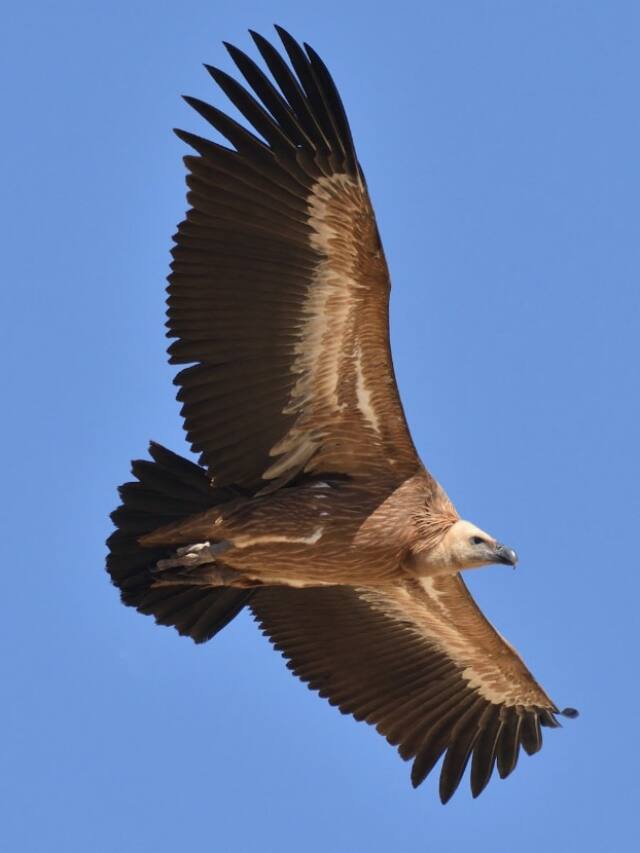 વિમાન કરતાં પણ ઉંચે ઉડે છે આ પક્ષી, બનાવ્યો વર્લ્ડ રેકોર્ડ