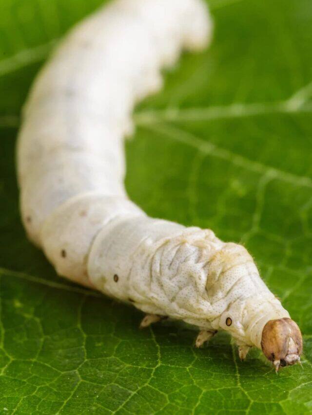 આ કીડો તમને બનાવી દેશે ‘ધનકુબેર’, ઘરની આસપાસ દેખાય તો…