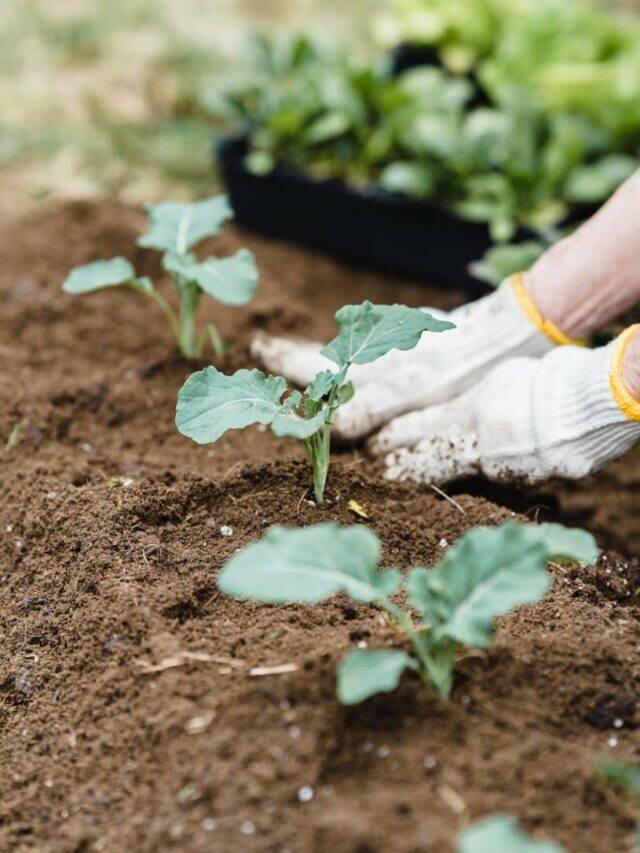 10 Best Types Of Organic Fertilizers For Plants