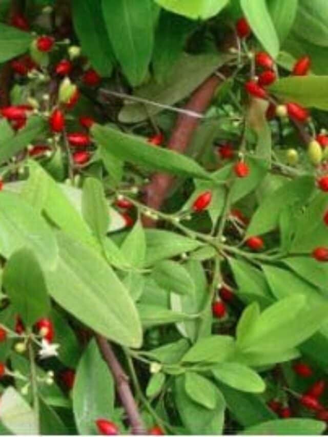 10 Plants That Cause Hallucinations