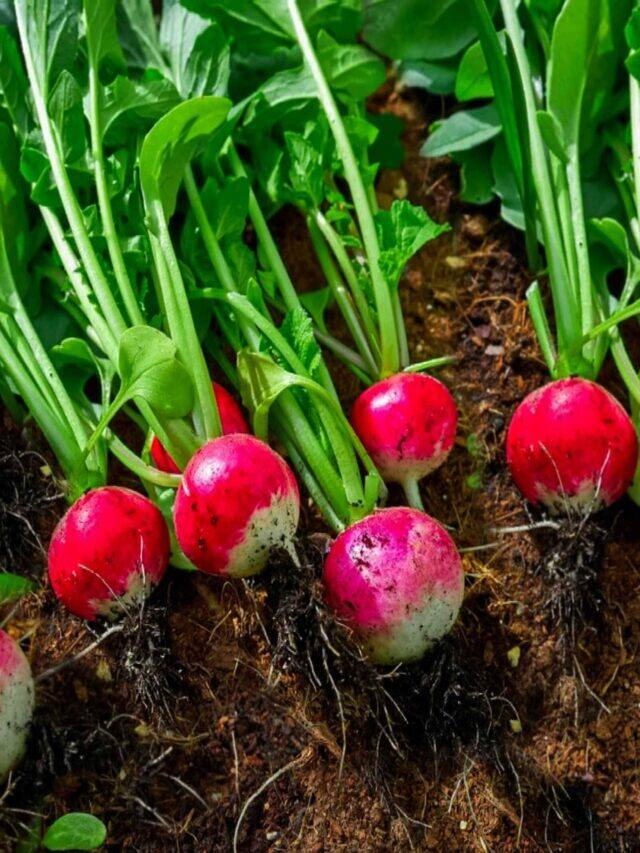 10 Tips To Grow Radish at Home