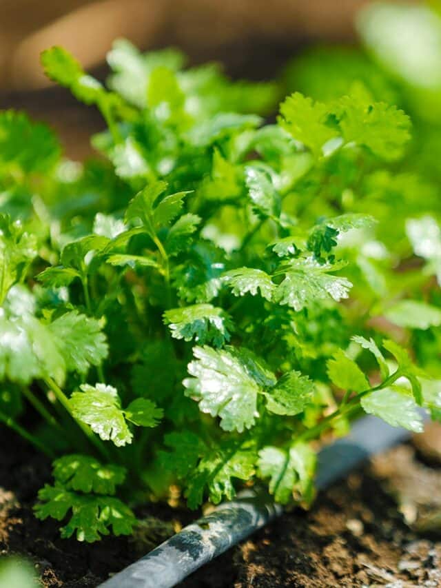 8 Tips To Grow Bushy Cilantro