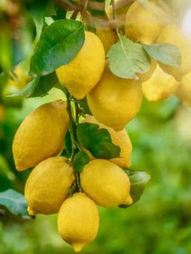 10 Sweet Smelling Plants for Your Home