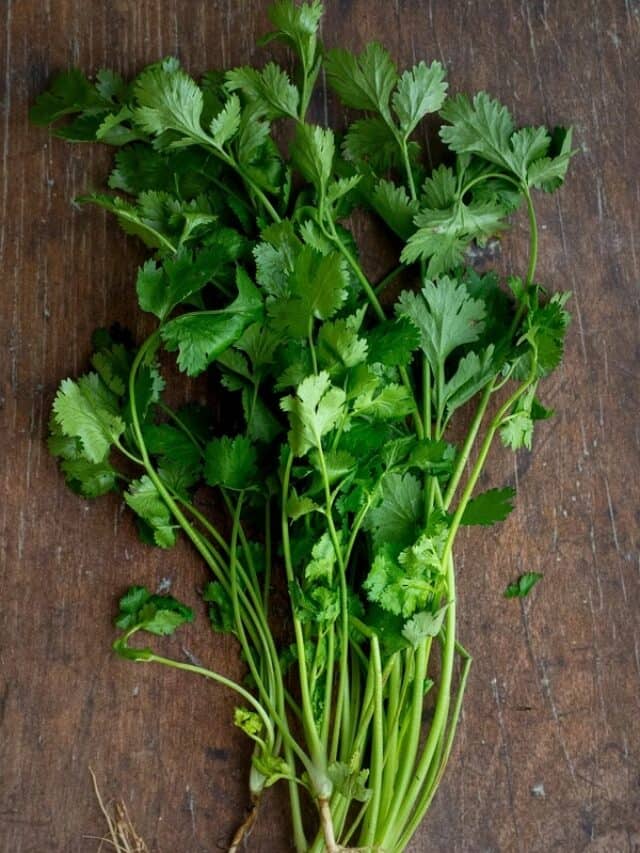 Keep Coriander Fresh دھنیا کو تازہ رکھنے کے لئے ان تجاویز پر عمل کریں