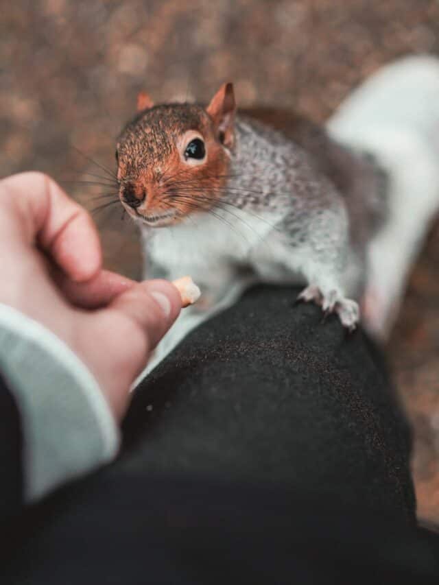 5 Animals That Can Eat Chocolate