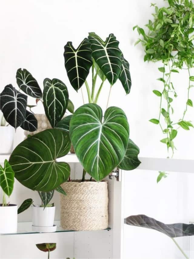 7 Plants That Can Be Gifted To Your Partners