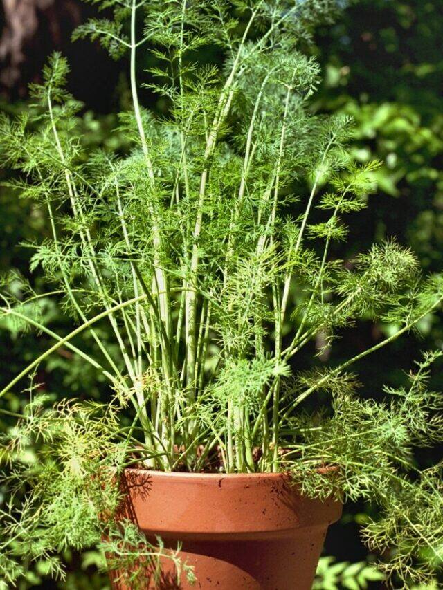 10 Tips To Grow Dill Leaves In A Pot