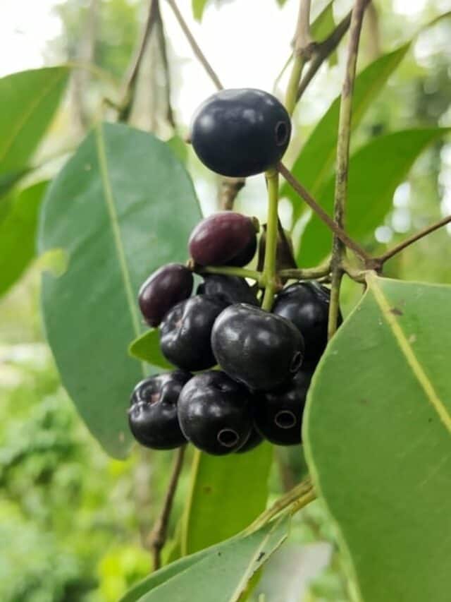 10 Tips To Remember When Growing A Jamun tree