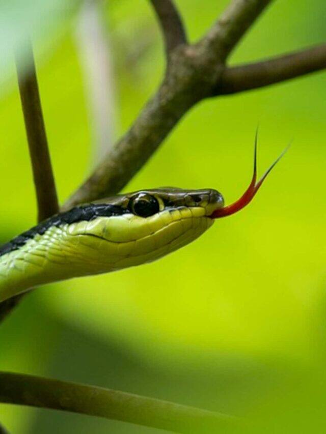 સાપ વારંવાર જીભ કેમ બહાર કાઢે છે?