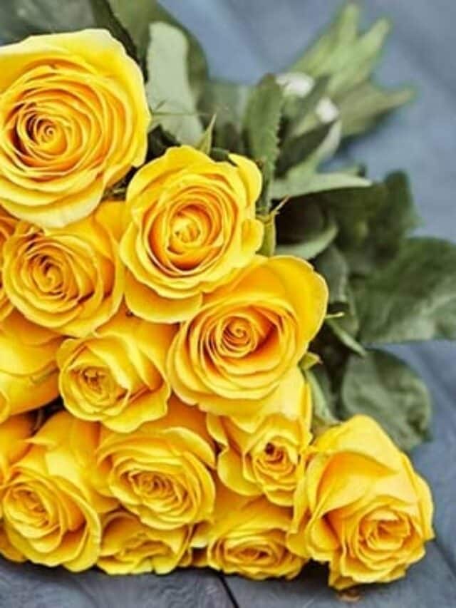 7 Tips To Grow Yellow Roses At Home
