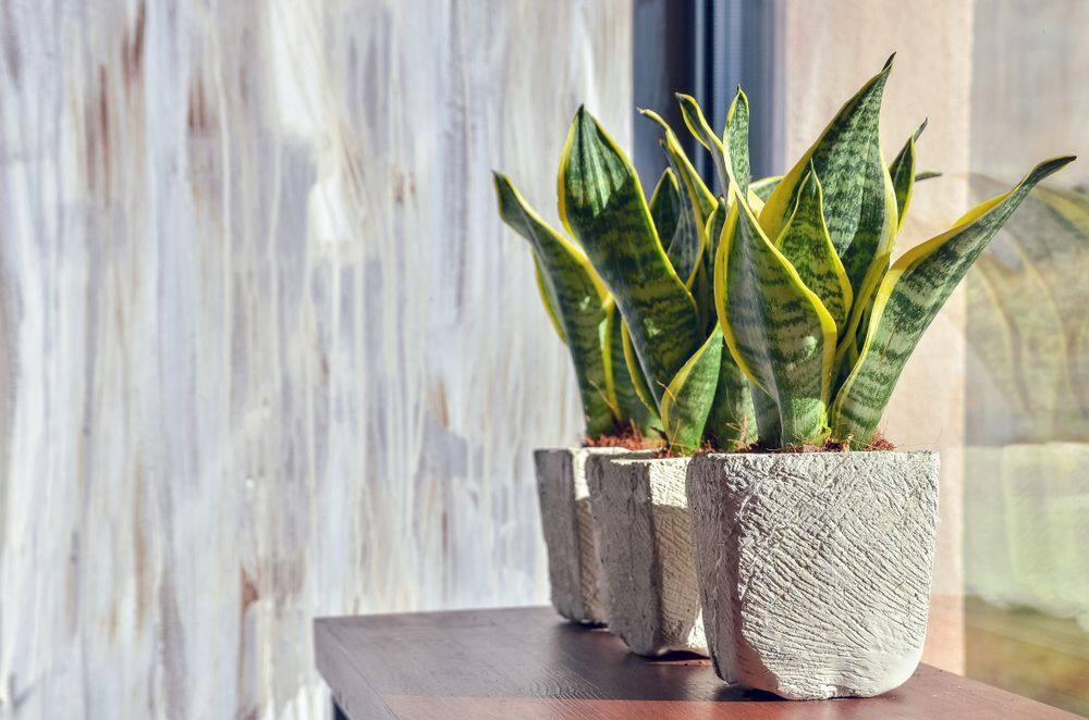 5 Indoor Plants That Produce Oxygen Even at Night