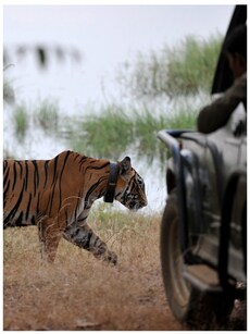 6 thrilling tiger safaris to take in India this winter