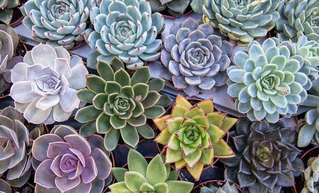 best pot for zz plant ZZ Plant  Costa Farms
