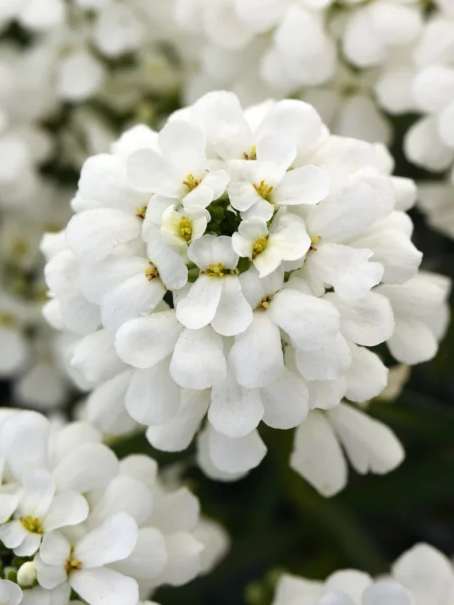 5 Best White Flowers for Your Garden