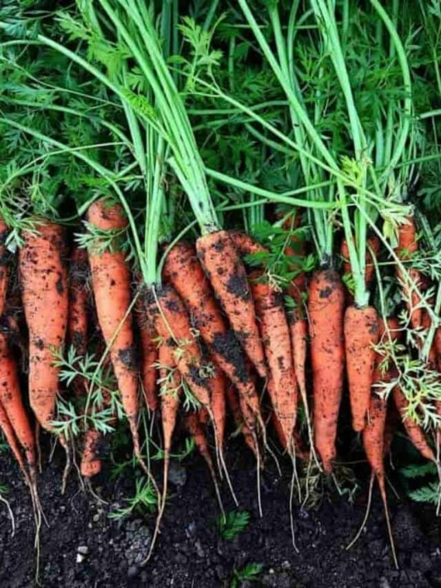 How To Grow Carrots In A Pot At Home   Cropped Grow Carrot From Seed6 1024x683 1 