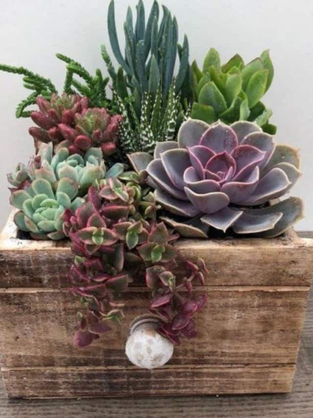 5 Succulents Safe for Cats