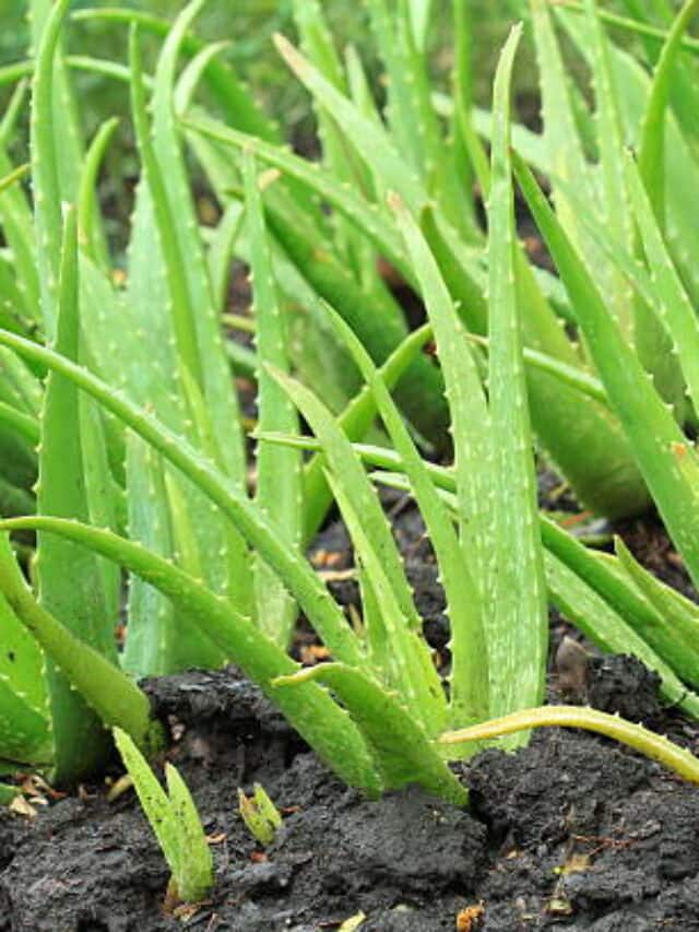 10 Ways To Replant Aloe Vera Plants with Roots