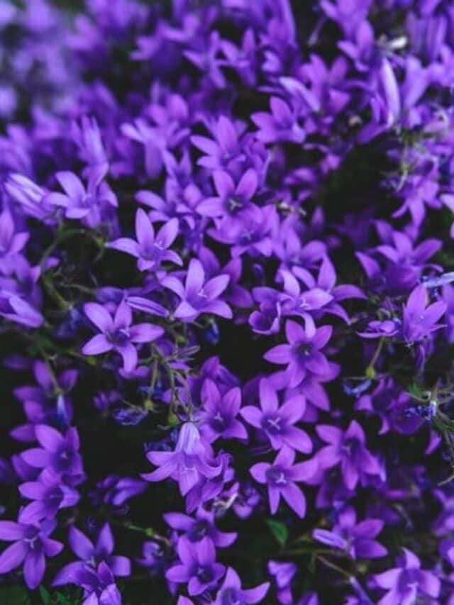 7 Plants That Grow Purple Flowers
