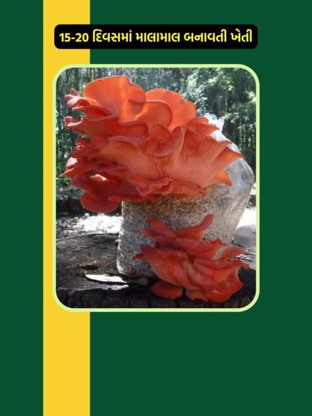 15-20 દિવસમાં માલામાલ બનાવતી ખેતી, રોકેટની સ્પીડથી રૂપિયા છપાશે