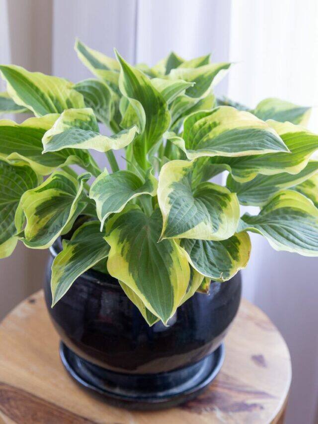 5 Plants That Grow in Full Shade